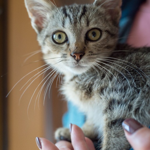 Бебе — котарак от квартала във Велико Търново, снимка 2