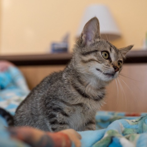 Бебе — котарак от квартала във Велико Търново, снимка 4
