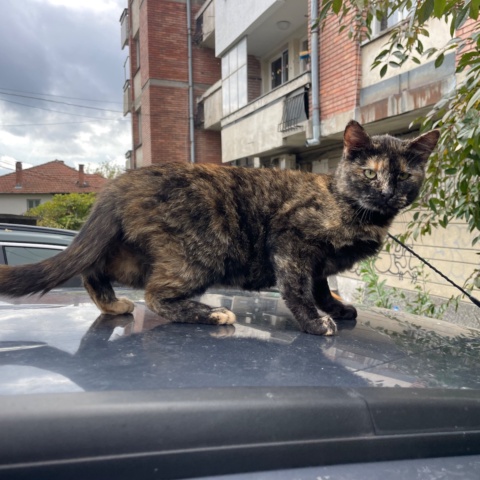 Блага — котка от квартала във Велико Търново, снимка 2